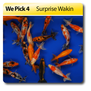We Pick 4 Surprise Wakin Goldfish
